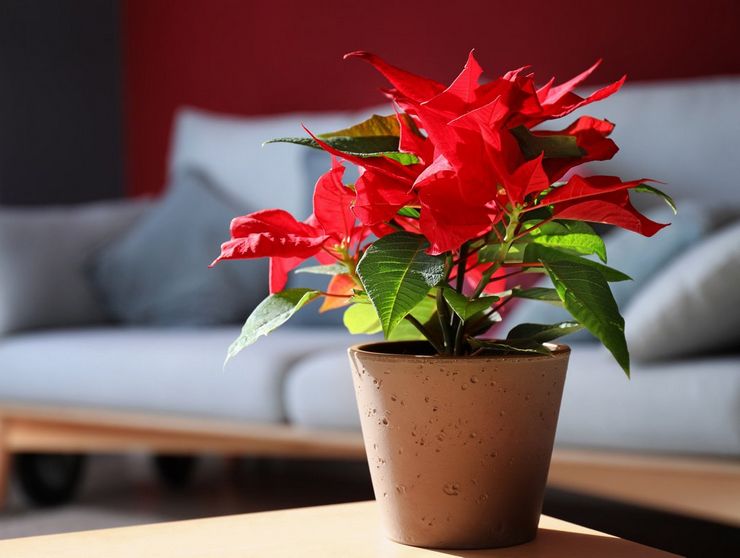 Poinsettia en croissance