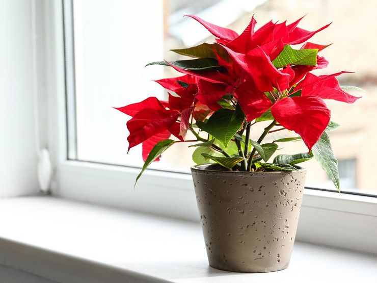 Soins à domicile Poinsettia