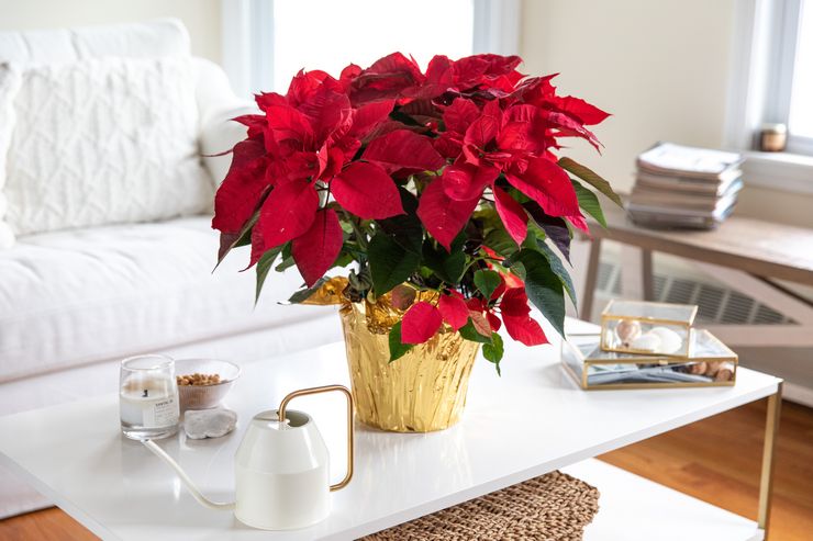 Niveau d'humidité pour le poinsettia