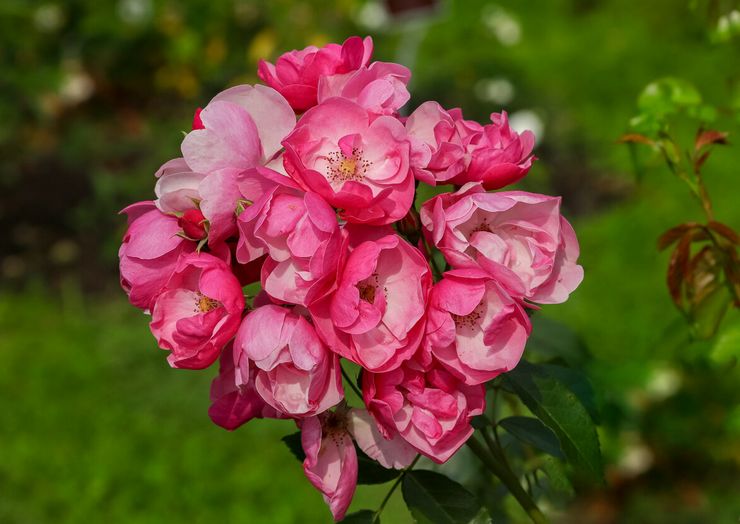 Rose Angela Rippon