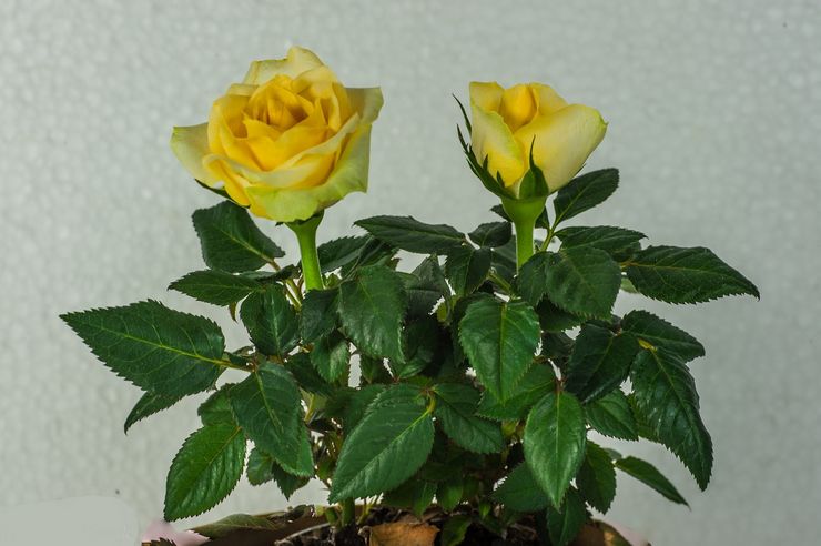 Rose Jaune Dol