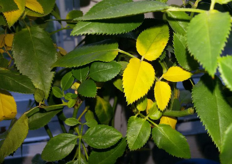 Les feuilles jaunissent près d'une rose de chambre