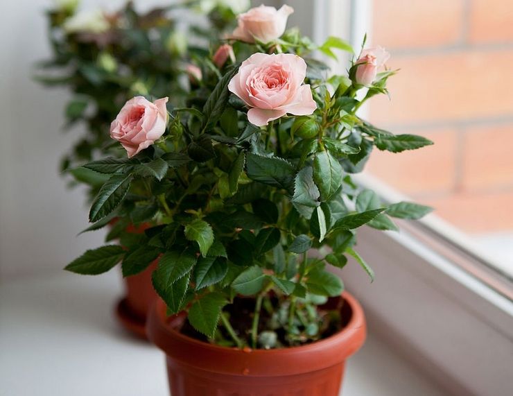 Prendre soin d'une chambre rose à la maison