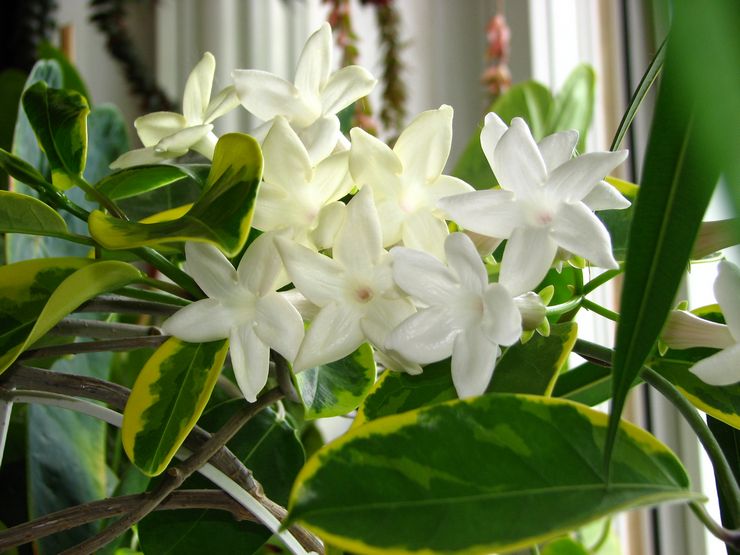 Stephanotis à fleurs