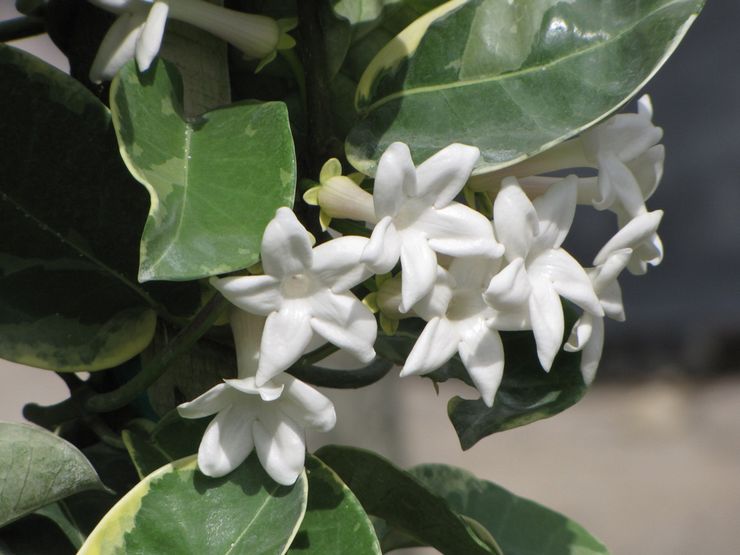 Stephanotis abondamment panaché