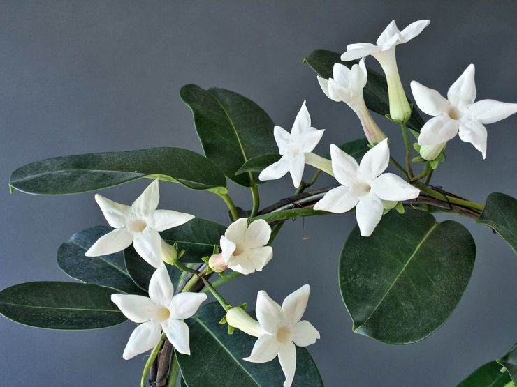 Stephanotis abondamment