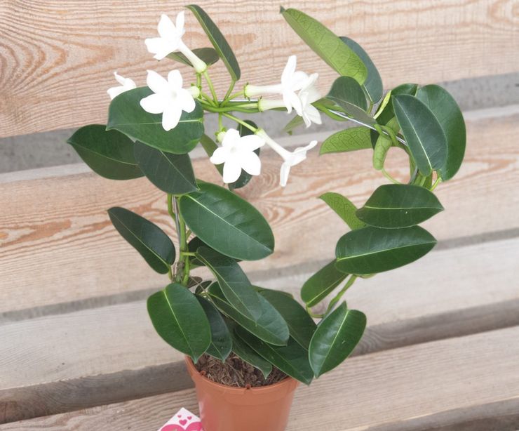 Engrais pour stephanotis