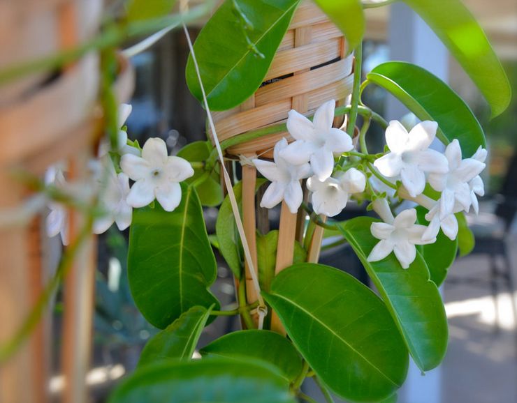 Stephanotis à la maison: signes