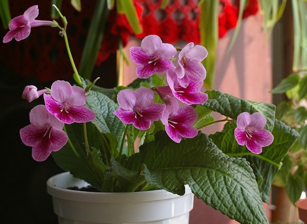 Streptocarpus est une plante herbacée à fleurs