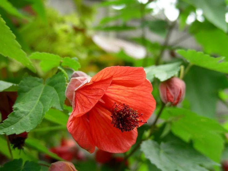 Abutilon hybride