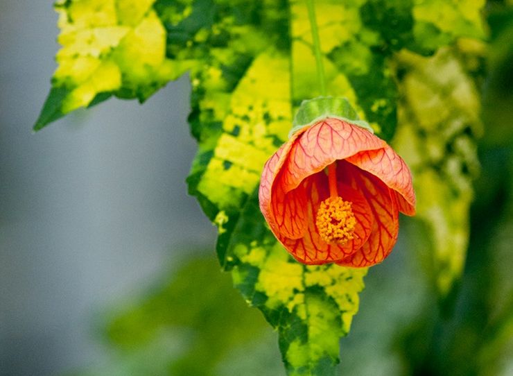 Marbre Abutilon