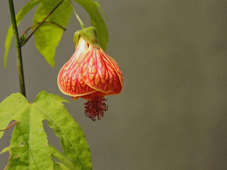 Abutilon repéré