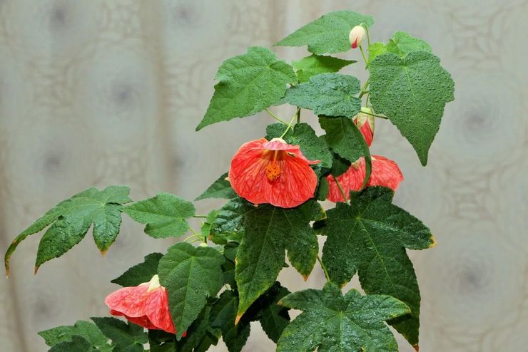 Mode d'arrosage abutilon