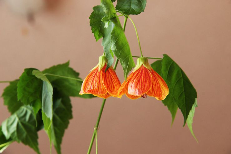 Abutilon ou érable d'intérieur