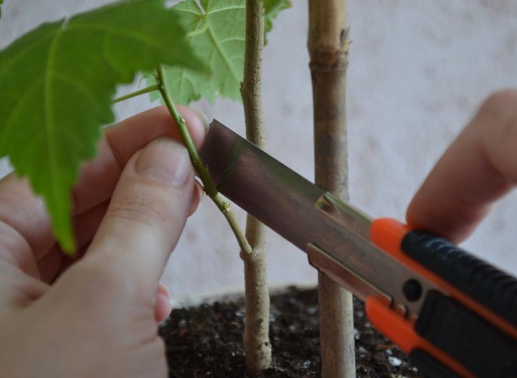 Méthodes de propagation Abutilon