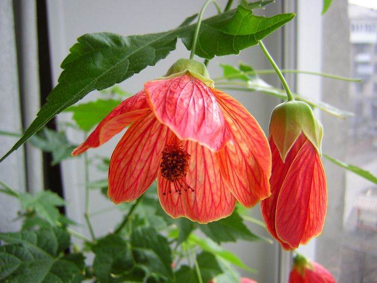 Soins à domicile pour abutilon