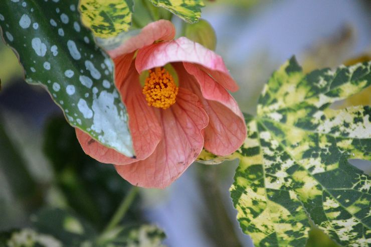 Abutilon Variegata