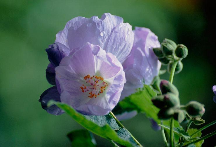 Abutilon à feuilles de vigne