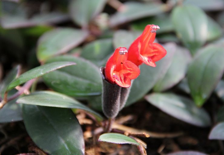 Eschinanthus Lobba