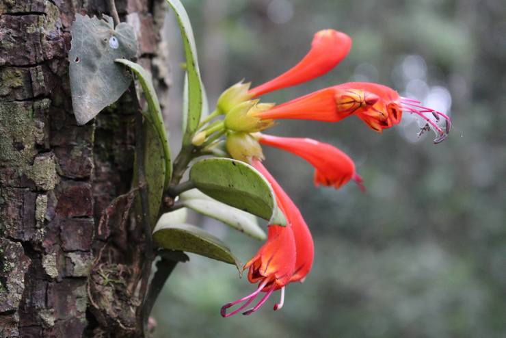 Description de l'eschinanthus