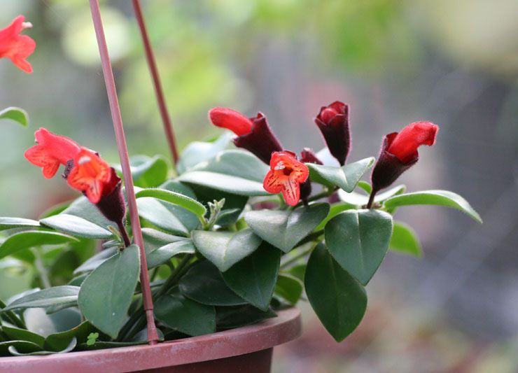 Aeschinanthus la belle