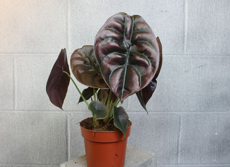 Alocasia rouge cuivré