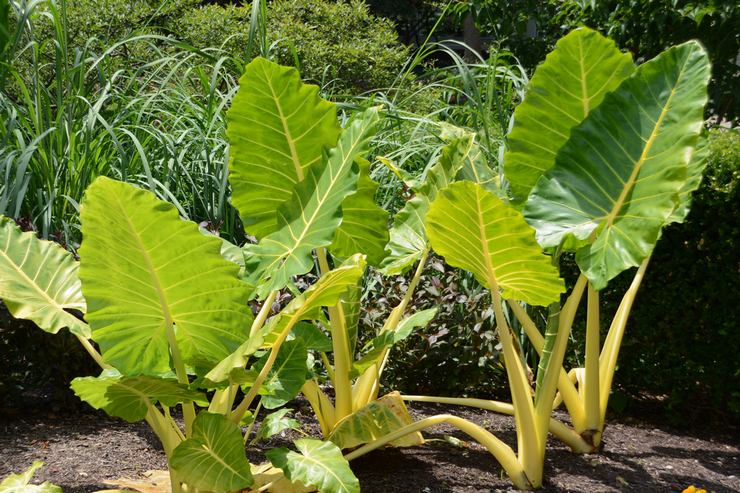 Alocasia grande racine