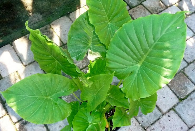 Alocasia odorant