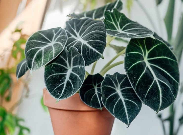 Description de l'alocasia