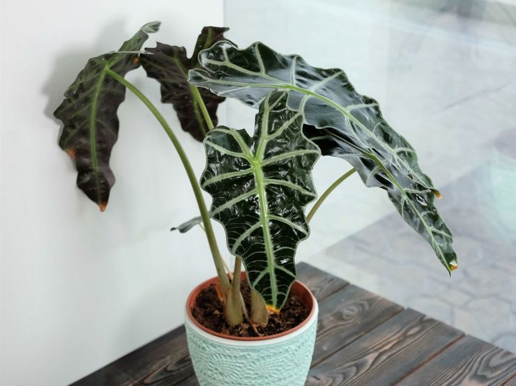 Alocasia