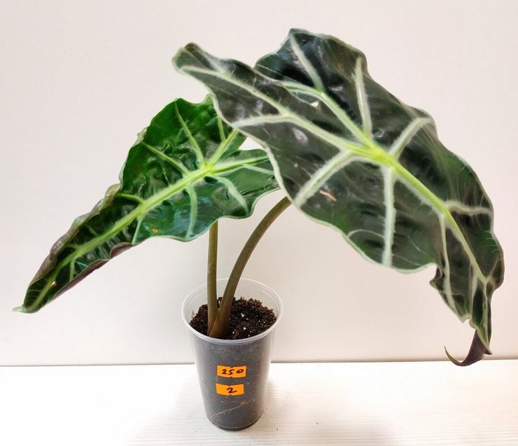 Méthodes de reproduction de l'alocasia