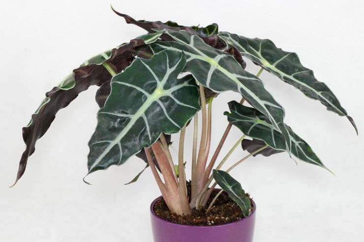 Alocasia Sandera