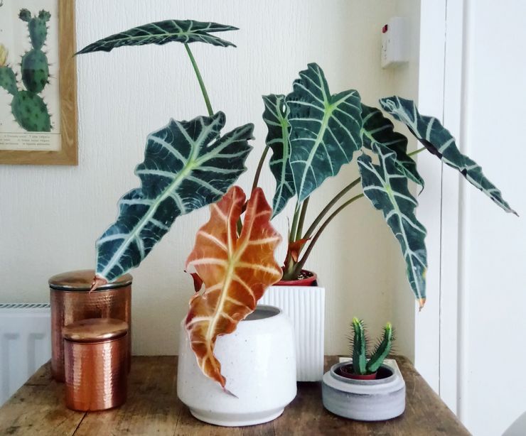 Soins à domicile pour alocasia