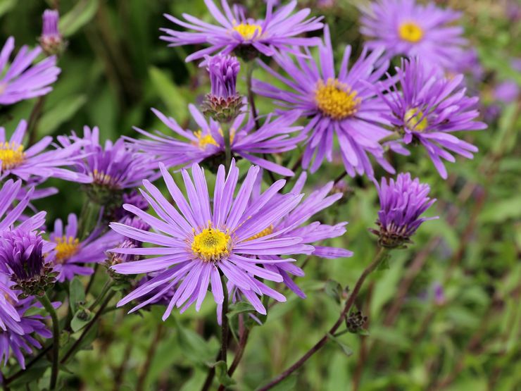 Aster italien