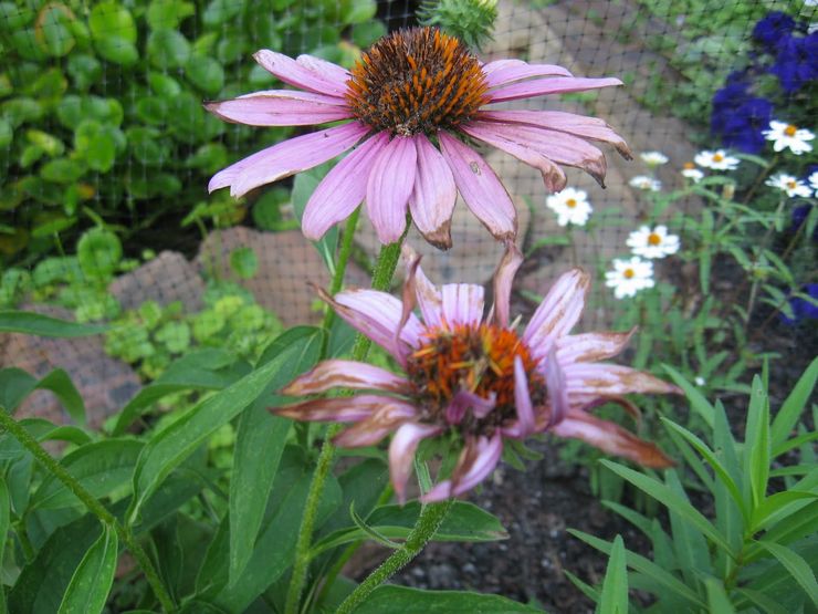 Maladies des asters