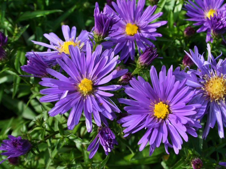 Aster arbustif