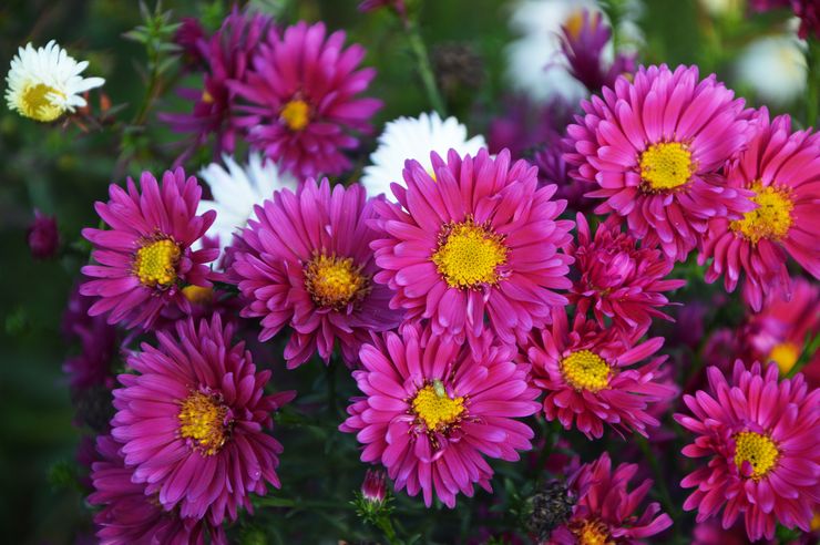 Aster nouveau belge