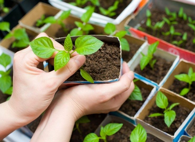 Planter un aster en pleine terre