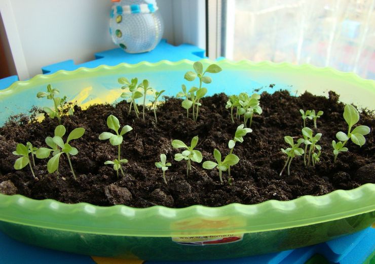 Semer des graines d'aster pour les semis