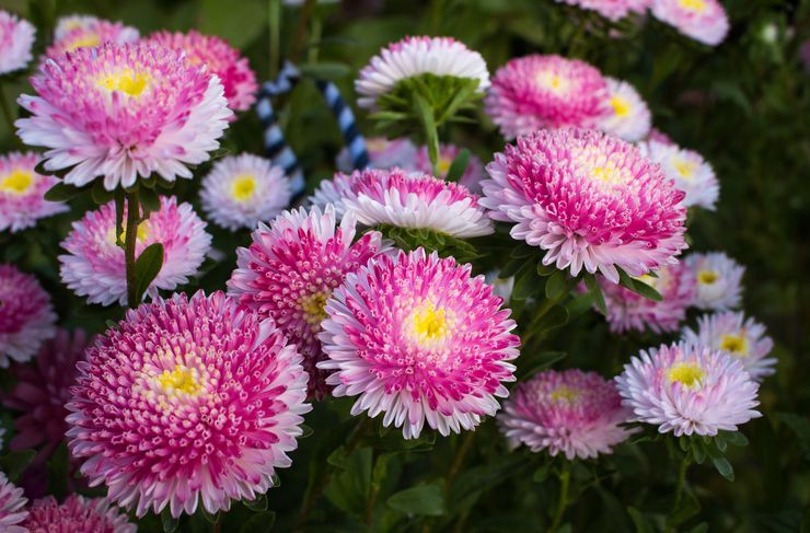 Asters tubulaires