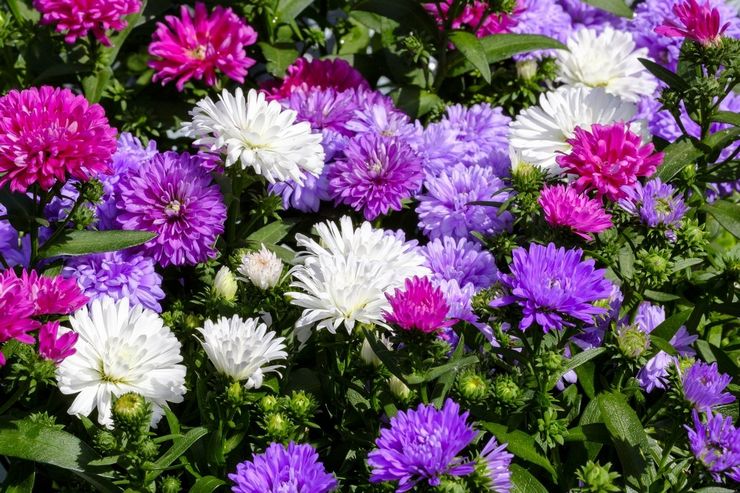 Prendre soin des asters dans le jardin