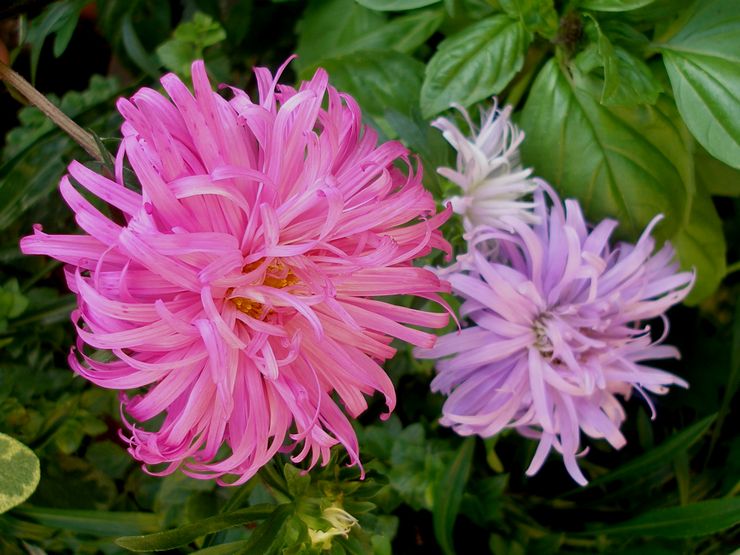 Asters de roseau