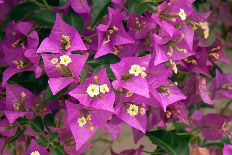 Bougainvillea Alexandra