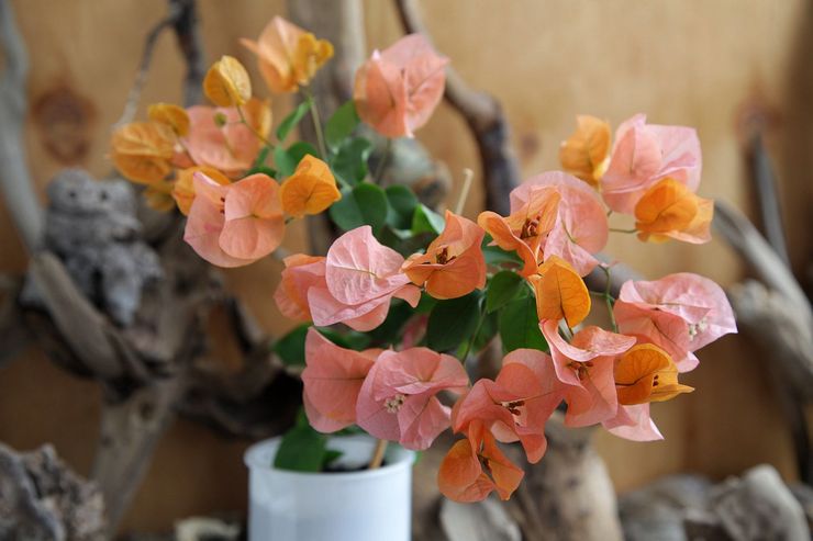 Bougainvilliers en fleurs