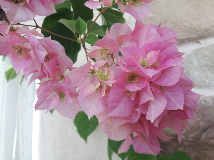 Bougainvillier Double Rose