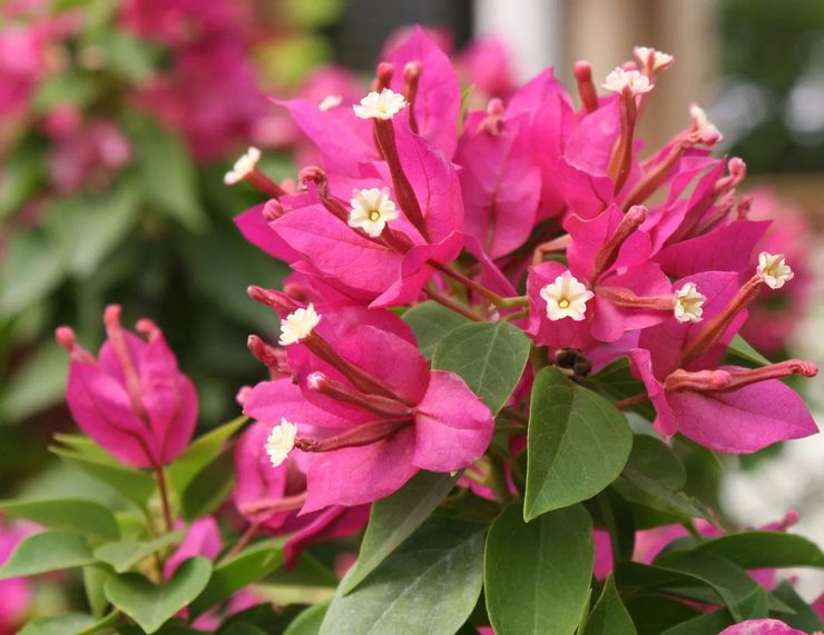 Pourquoi les bougainvilliers ne fleurissent pas