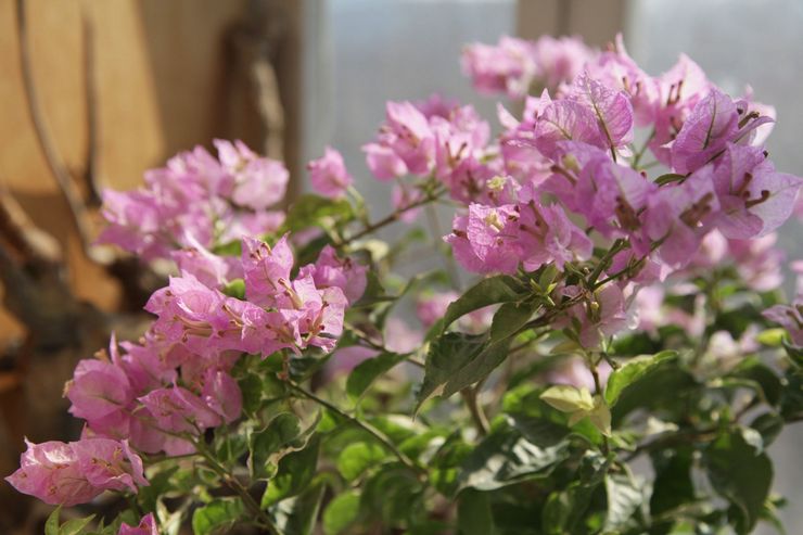 Taille des bougainvilliers