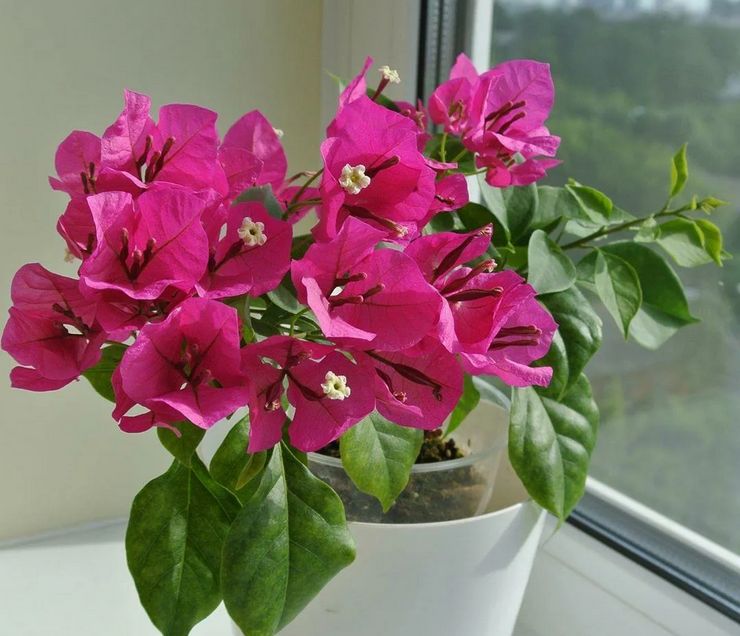 Éclairage pour bougainvilliers