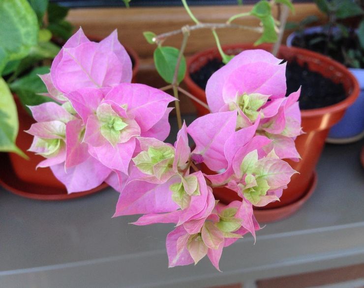 Arrosage des bougainvilliers