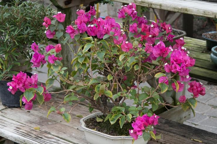 Suspension du développement des bougainvilliers